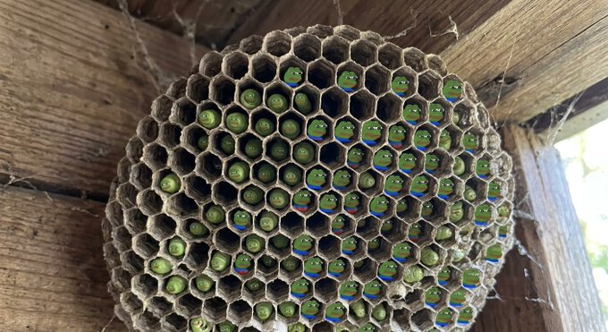 A wasp nest with green larvae visible in the hexagonal cells, attached to wooden beams.