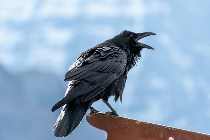 A black crow with its mouth open perches on a weathered wooden structure against a backdrop of out-of-focus blue mountains and clouds.