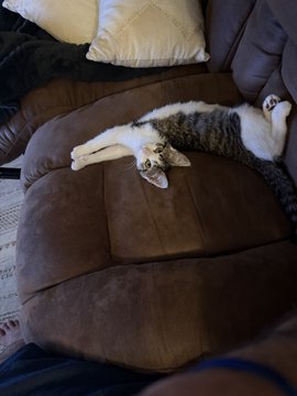 A tabby and white cat lies stretched out on its back on a brown microfiber recliner, appearing relaxed next to throw pillows.