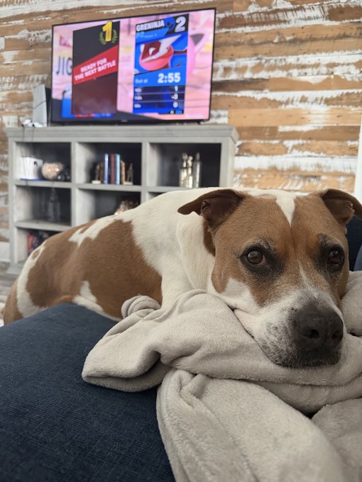 A brown and white pit bull-type dog resting its head on a white blanket on a dark blue couch, with a television showing a sports game on a wooden-paneled wall in the background.