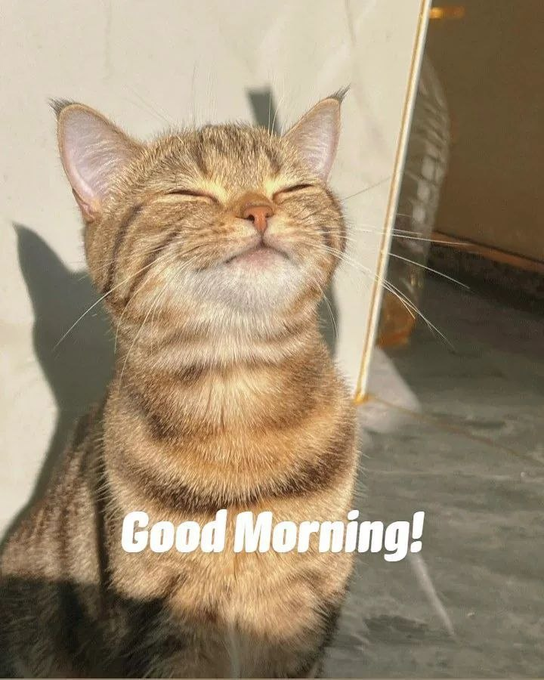 A tabby cat with eyes closed basking in sunlight with the caption "Good Morning!" overlaid on the image.