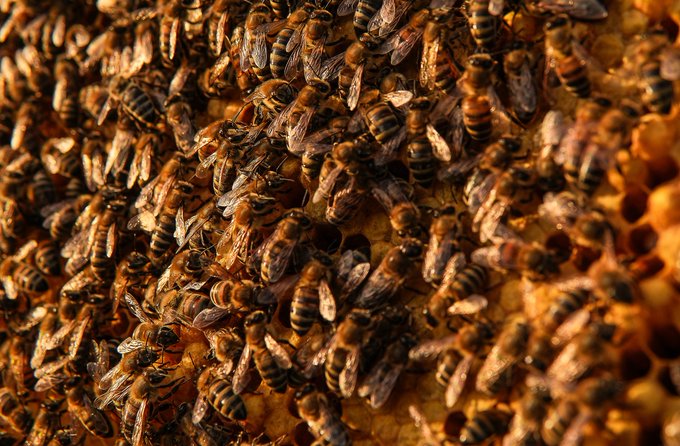 Close-up photograph of a dense cluster of honeybees crawling over a golden honeycomb, showing their striped bodies and translucent wings in warm amber tones.