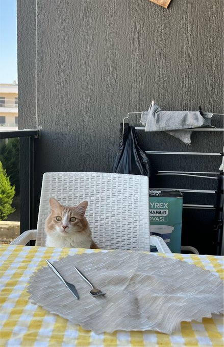 An orange and white cat sitting on a white chair behind a table with a yellow checkered tablecloth, fork and knife on a placemat, and a clothes drying rack in the background.