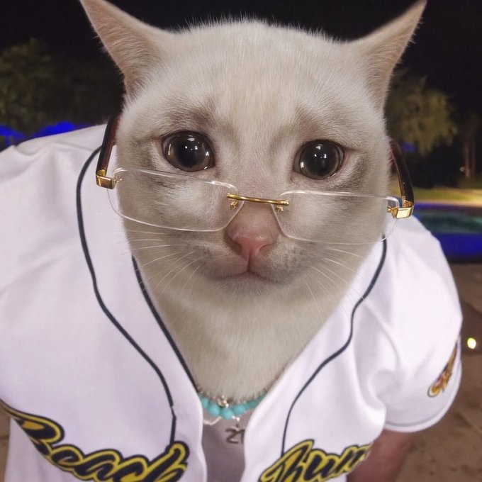 A white cat wearing rimless gold-framed glasses and a white 'Beach Ball' jersey looks directly at the camera in an outdoor nighttime setting.
