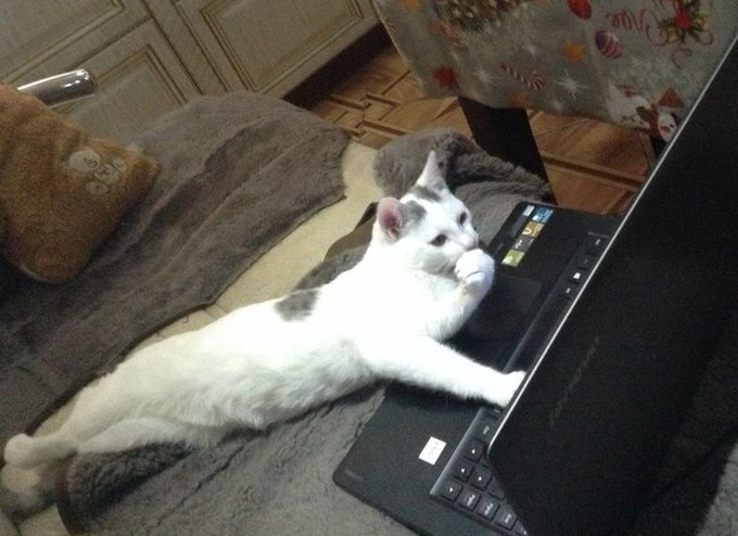 A white cat with grey markings sprawls lazily across a laptop keyboard, interrupting work with its paws resting on the keys. The scene humorously captures the "Dev" being "busy" as referenced in the post, with the feline's leisurely pose humorously taking over the workspace.
