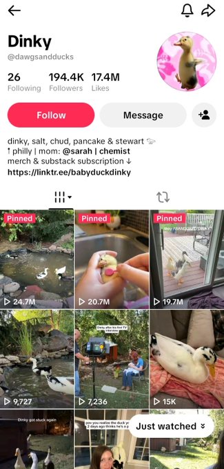 A TikTok profile page for 'Dinky' (@dawgsandducks) with 194.4K followers, showing pinned videos featuring ducks in various scenes with view counts displayed.