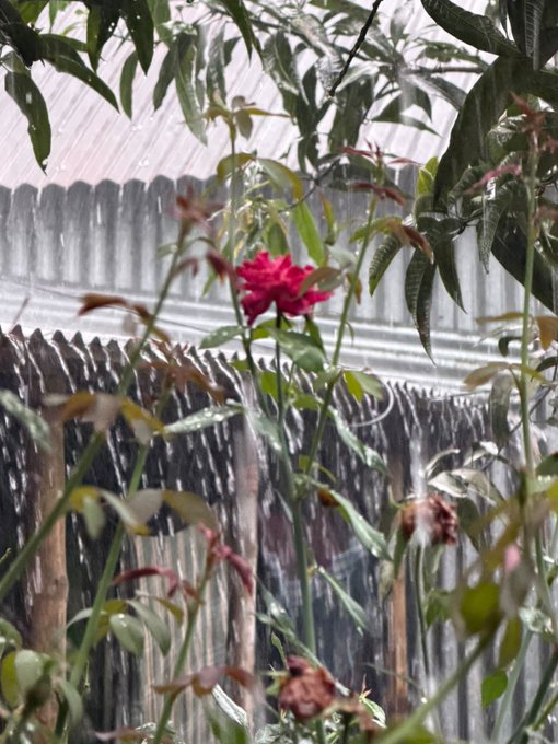 The image features a red rose growing through some bushes, surrounded by leaves that are wet from rain. The rose appears to be in full bloom, with its vibrant color standing out against the greenery. In the background, there's a building or house, which adds depth and context to the scene. The post seems to be promoting an app called Nomisma Network Bullish, possibly related to gardening or plant care, given the presence of the rose bush in the image.