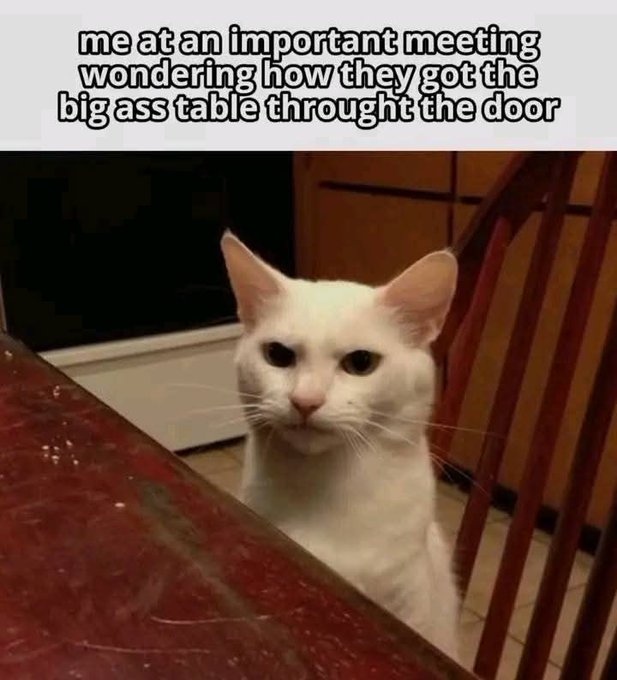 A meme features a white cat sitting on stairs with text reading: 'me at an important meeting wondering how they got the big ass table through the door'.