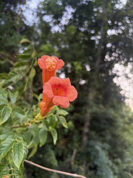 A vibrant orange trumpet vine flower blooms in full display, its tubular petals contrasting against a blurred green foliage background.