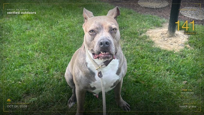 A gray and white pitbull-type dog sitting on grass with overlaid text including 'verified outdoors,' '141 MONTHLY,' 'TOP 1% GRASS TOUCHERS,' and 'OCT 06, 2026'.