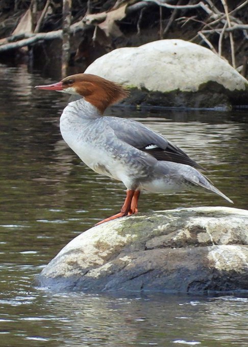 A female common merganser duck with a rusty brown head and grey body stands on a large grey rock surrounded by water.