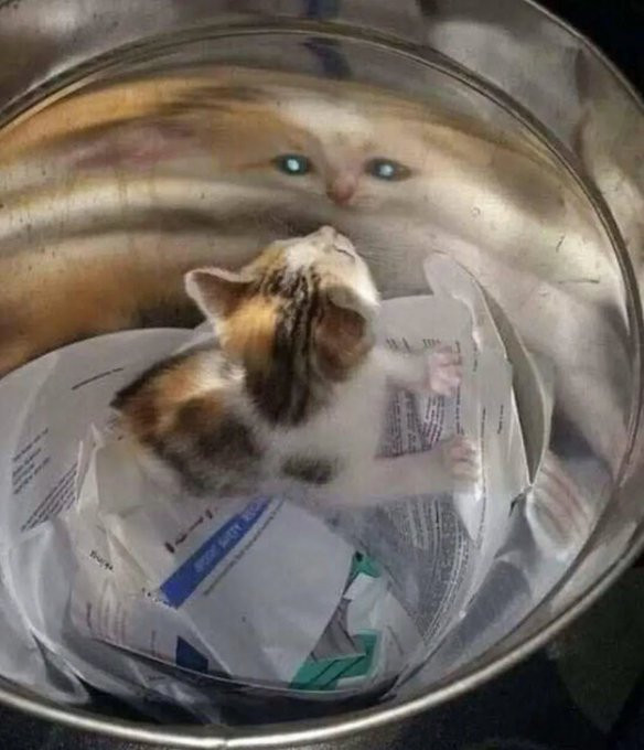 A small calico kitten standing inside a metal bowl on top of crumpled papers, with a larger cat's face peering over the edge of the bowl from behind.