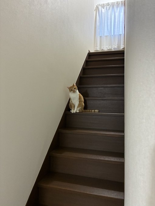 An orange and white cat sits alone on a dark wooden staircase in a minimalist hallway with white walls.