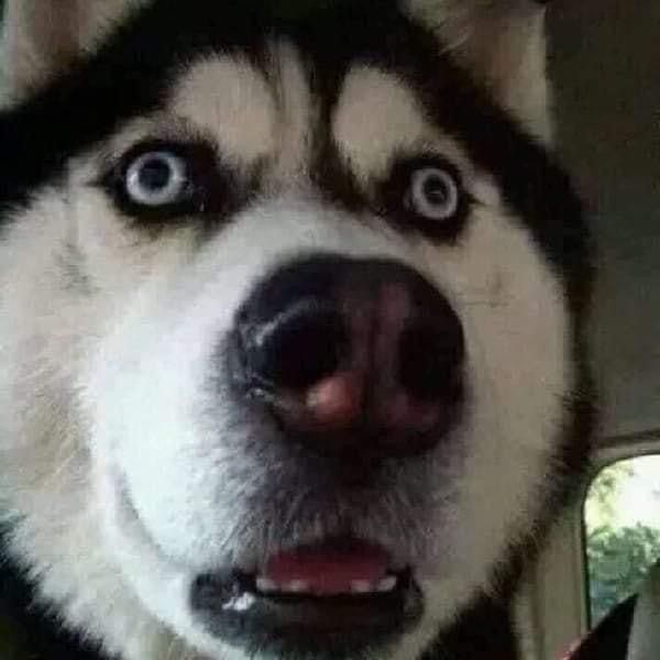 A close-up photo of a surprised-looking husky dog with wide blue eyes and an open mouth.
