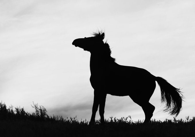 A black silhouette of a horse standing against a bright sky.