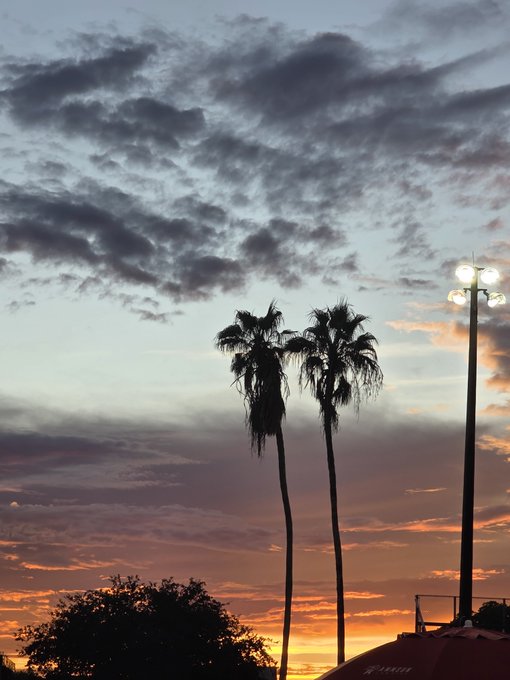 Silhouetted palm trees stand against a dramatic sunset sky with scattered clouds, alongside a tall street lamp and a distant tree.