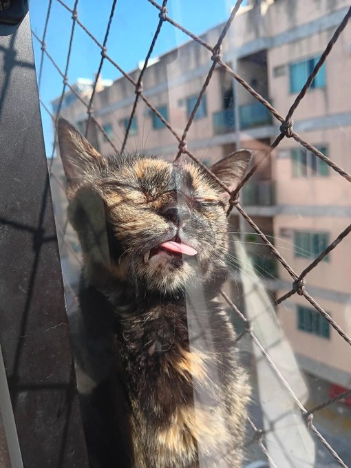 The image features a cat with its tongue sticking out, looking through a wire fence into an apartment building. The cat appears to be licking itself while gazing at the camera. The photo captures the cat's attention and curiosity as it looks inside the building.