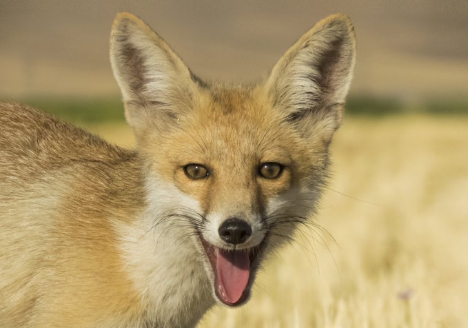 A close-up portrait of a red fox with its mouth open, standing in a grassy field under warm sunlight.