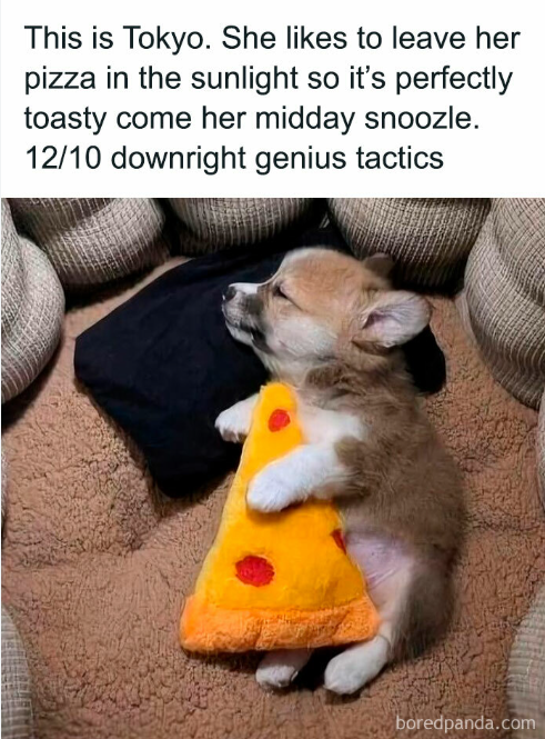 The image features a cute puppy sleeping next to a pizza slice, which has been cut into slices and placed near the dog's head. The text above the image reads "This is Tokyo. She likes to leave her pizza in the sunlight so it's perfectly toasty come her midday snooze."