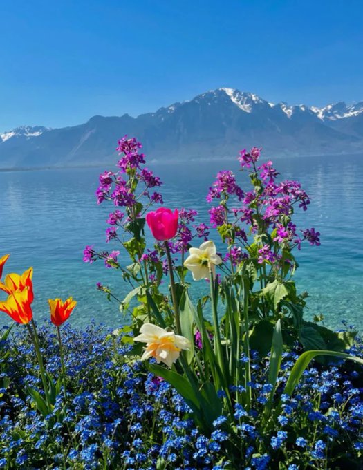 A vibrant garden of red, purple, white, and orange flowers with blue forget-me-nots frames a view of snow-capped mountains across a lake.