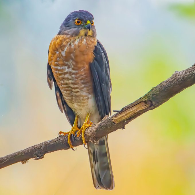 A small bird of prey with an orange chest, dark wings, and yellow talons perches on a branch against a soft yellow and green background.