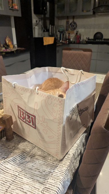 A small dog peering out from inside a white paper shopping bag with pink designs, placed on a table in a home interior.