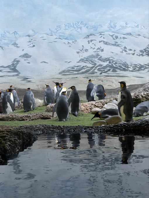 A group of king penguins standing on a rocky shore with a snowy mountain backdrop, their reflections visible in a pool of water in the foreground.