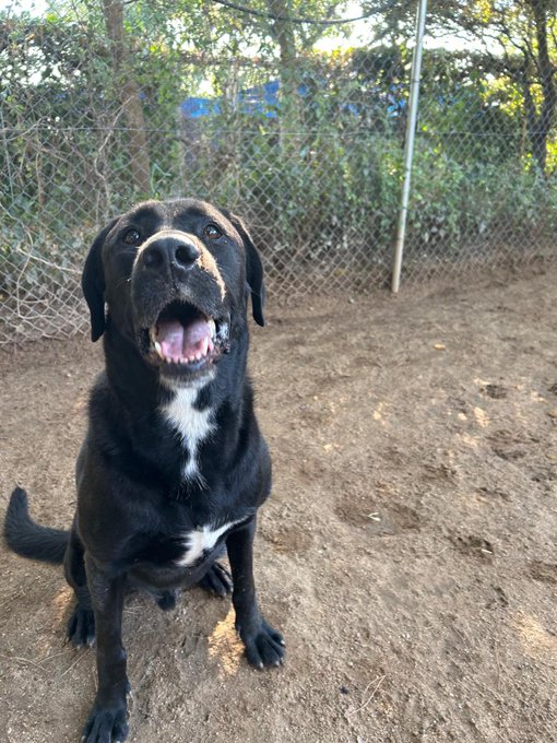 A happy black Labrador mix dog with a white chest patch sits on dirt ground, panting with its mouth open in front of a chain-link fence.