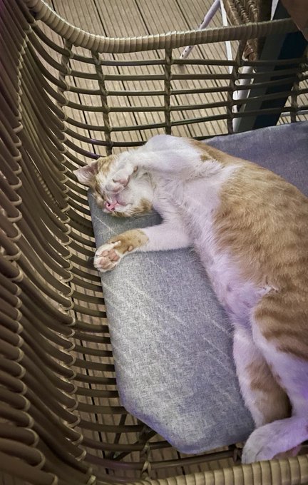 An orange and white cat is sleeping peacefully on its back on a gray cushion inside a wicker chair.