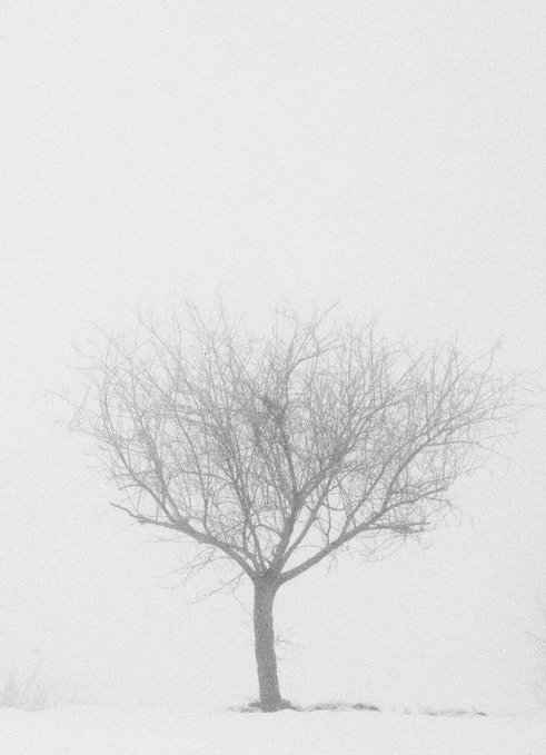 A bare, leafless tree stands alone in a snowy, white landscape during what appears to be a snowstorm or blizzard.