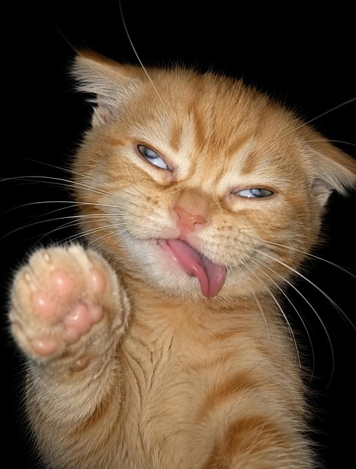 A close-up photograph captures an adorable orange tabby kitten against a black background, squinting its eyes, sticking out its tiny pink tongue, and raising one paw.