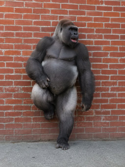 A large silverback gorilla leans casually against a red brick wall on a concrete sidewalk.