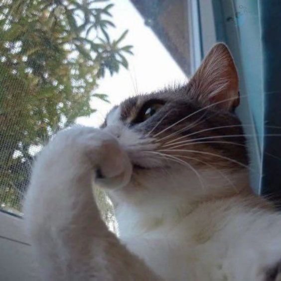 A close-up of a brown and white cat sitting by a window, with one paw raised near its face, gazing thoughtfully outside.