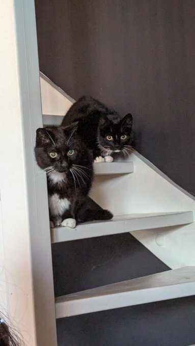 Two black and white tuxedo cats peek out cautiously from different steps of a modern grey staircase.