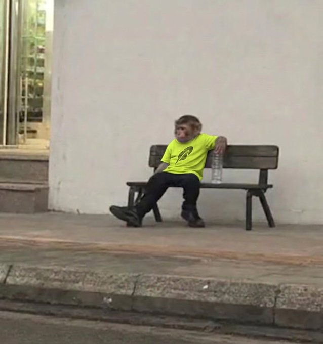 A small monkey wearing a bright neon yellow T-shirt with a black logo, dark pants, and boots sits slumped on a wooden park bench against a plain wall, holding a water bottle, humorously resembling a weary retail investor exhausted after discovering that "Everyone's deploying tokens on RobinHood now, wow."