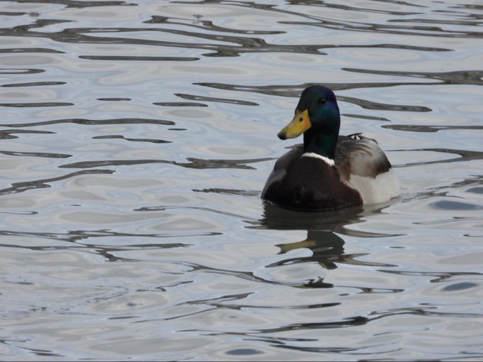 A mallard duck with a glossy green head and yellow bill floats on rippling blue water.