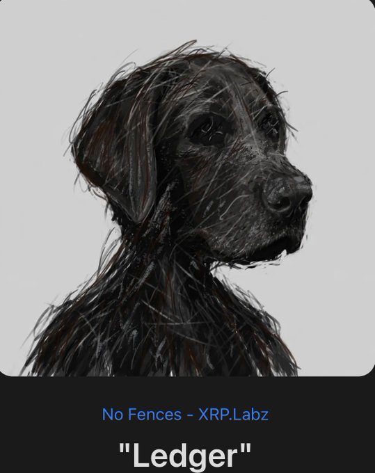A stylized NFT image of a black, wiry-haired dog on a gray background, labeled "No Fences - XRP.Labz" with the title "Ledger" — promoting a new XRP Ledger mint. The accompanying post "Got mine, did you get yours? Mint is LIVE!" ties directly to the artwork, suggesting the image is the featured piece from the live mint drop.