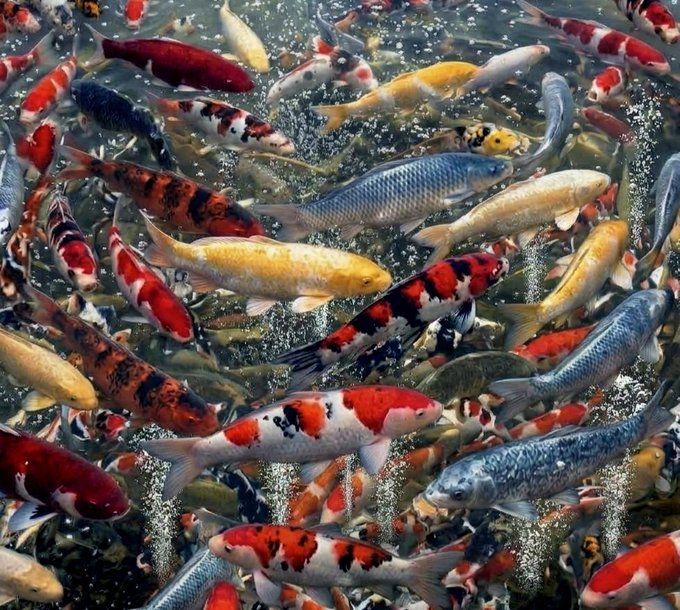 A vibrant pond filled with numerous colorful koi fish, including varieties in red, white, orange, yellow, and black patterns, swimming close together at the water's surface.