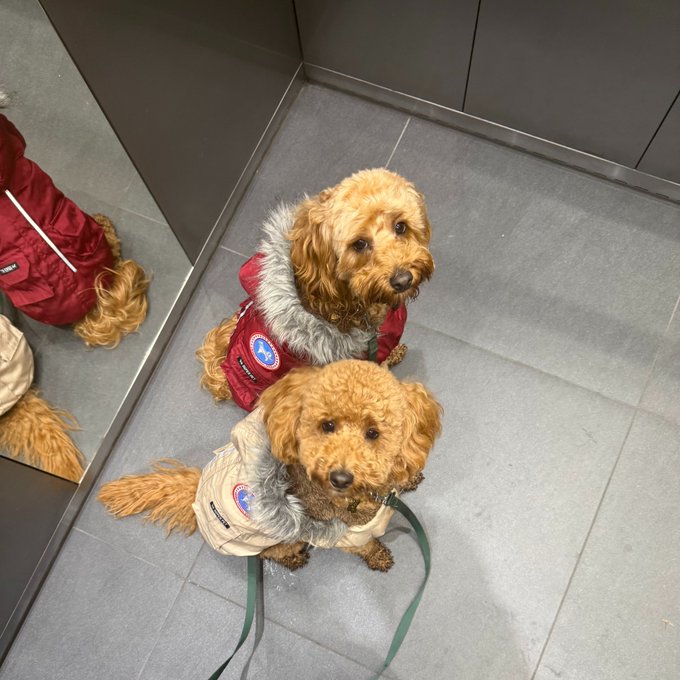 Two small, fluffy apricot-colored dogs wearing winter coats sit on a gray tiled floor next to a mirror that reflects one of them.