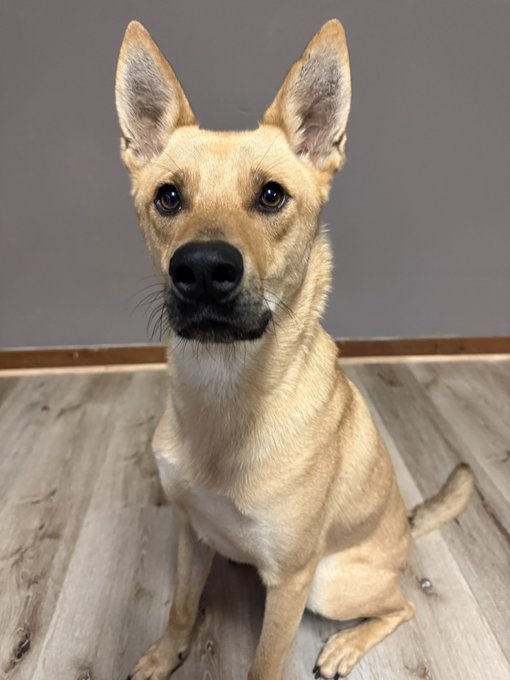 A tan, short-haired dog with large pointed ears and dark eyes sits attentively on a light wood floor, gazing directly at the camera—perfectly capturing the warmth and charm of a "good morning to everyone who loves dogs."