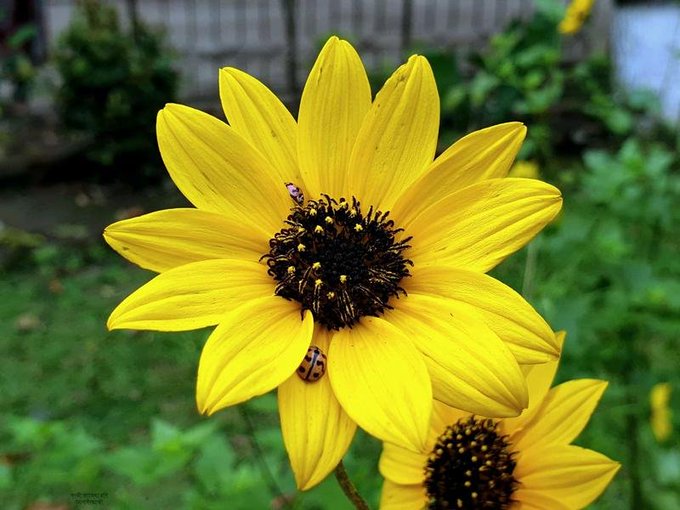 A close-up of a bright yellow sunflower with a dark brown center in a garden, with two small beetles crawling on its petals.