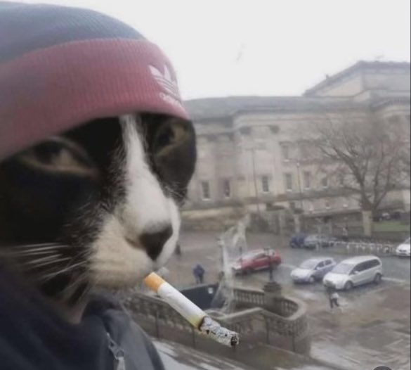 A black-and-white cat wearing a pink Adidas beanie holds a lit cigarette in its mouth while perched on a balcony overlooking a grand, classical building with a courtyard fountain and parked cars below. The image leans into the edgy, absurd humor implied by "Send everything," delivering a fully "thug life" cat meme straight to the viewer.