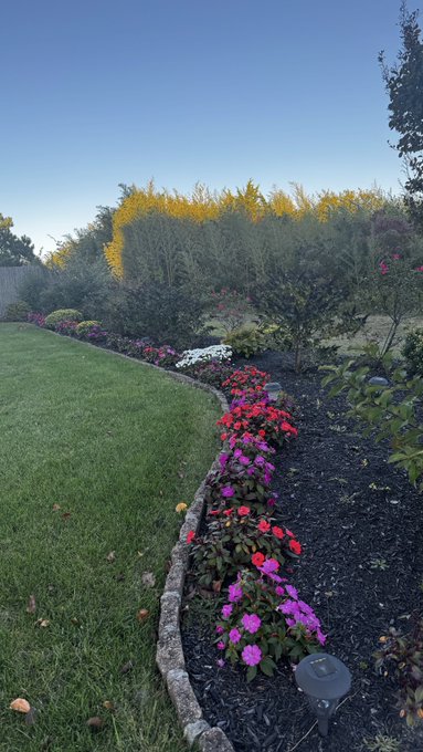 A landscaped garden bed featuring colorful impatiens flowers in pink, red, and white along a curved border, with yellow flowering trees in the background.
