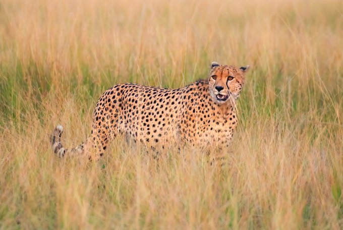 A cheetah stands alert in tall, dry golden grass, looking off to the side.