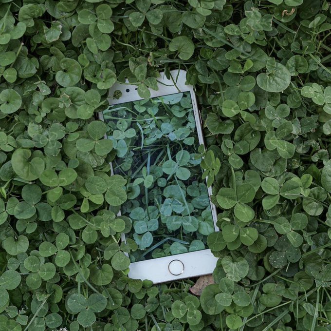A white smartphone rests in a bed of green clover leaves, with a ladybug visible on one of the leaves.