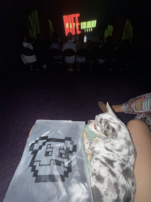 A kitten sleeps on a person's lap in a dark theater while watching Matt Rife's "Stay Golden" tour, with the show's logo displayed on the screen ahead. A pixel-art tote bag rests nearby, possibly the "doginaldogs" NFT referenced in the caption, humorously answering the question about Matt Rife owning a Doginal Dog.