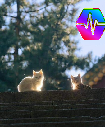 Two cats sit on a brick wall with trees in the background, with one cat illuminated by sunlight; a colorful waveform logo appears in the top right corner.