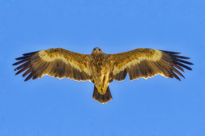 A bird of prey soars with wings fully spread against a clear blue sky.