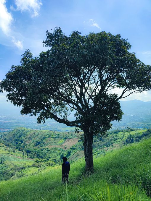 A scenic landscape photograph showing a person standing beneath a large tree on a grassy hillside, overlooking a vast green valley with mountains in the distance.