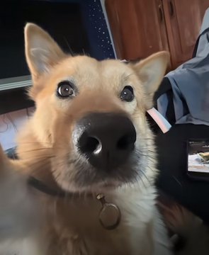 A close-up of a golden Shiba Inu dog with a red collar looking directly into the camera with big, expressive eyes. The image pairs with the post about a dog tragically poisoned out of jealousy over its owner's success, serving as a heartbreaking visual reminder of the innocent life lost to someone's bitter resentment.